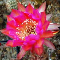 Echinopsis-Hybr. Carneval Rheingold 281