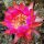 Echinopsis-Hybr. Carneval Rheingold 281
