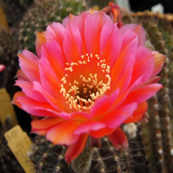 Echinopsis-Hybr. CHA CHA CHA Rheingold 274