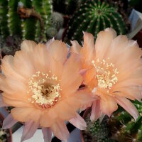 Echinopsis-Hybr. Champagner Rheingold 203