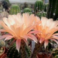 Echinopsis-Hybr. Champagner Rheingold 203