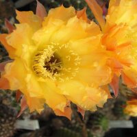 Echinopsis-Hybr. Chontaduro