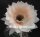 Echinopsis-Hybr. Cielo