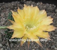 Echinopsis-Hybr. Citrus