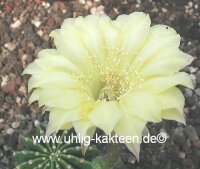 Echinopsis-Hybr. Citrus