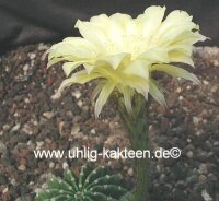Echinopsis-Hybr. Citrus