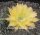 Echinopsis-Hybr. Citrus