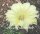 Echinopsis-Hybr. Citrus