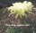 Echinopsis-Hybr. Citrus