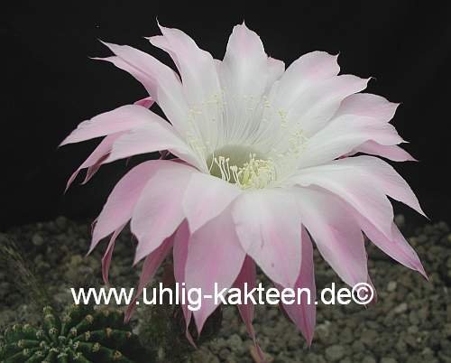 Echinopsis-Hybr. Colibri Rheingold 285