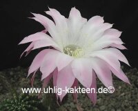 Echinopsis-Hybr. Colibri Rheingold 285