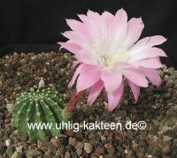 Echinopsis-Hybr. Colibri Rheingold 285