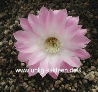 Echinopsis-Hybr. Colibri Rheingold 285