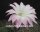 Echinopsis-Hybr. Colibri Rheingold 285