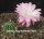 Echinopsis-Hybr. Colibri Rheingold 285