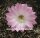 Echinopsis-Hybr. Colibri Rheingold 285