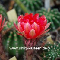 Echinopsis-Hybr. Consuela Rheingold 291