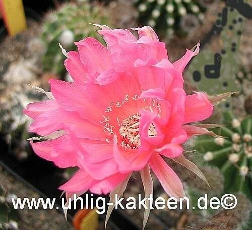 Echinopsis-Hybr. Csardas Rheingold 263