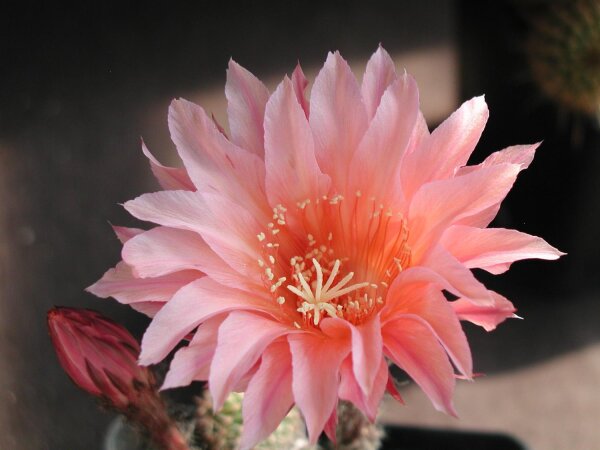 Echinopsis-Hybr. Fair Lady Rheingold 277 cristata