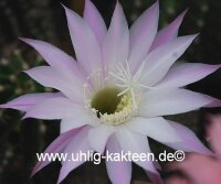Echinopsis-Hybr. Findelkind