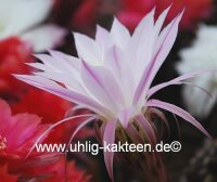 Echinopsis-Hybr. Findelkind