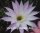 Echinopsis-Hybr. Findelkind