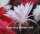 Echinopsis-Hybr. Findelkind