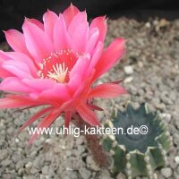 Echinopsis-Hybr. Flamingo Rheingold 279