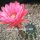 Echinopsis-Hybr. Flamingo Rheingold 279