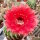Echinopsis-Hybr. Flirt Rheingold 294