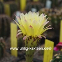 Echinopsis-Hybr. Golden Dream