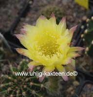 Echinopsis-Hybr. Golden Dream