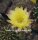 Echinopsis-Hybr. Golden Dream