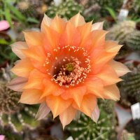Echinopsis-Hybr. Goldstück Rheingold 209