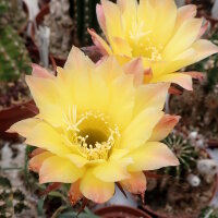 Echinopsis-Hybr. Goldstar