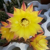 Echinopsis-Hybr. Goldstar