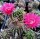 Echinopsis-Hybr. Granada Rheingold 200