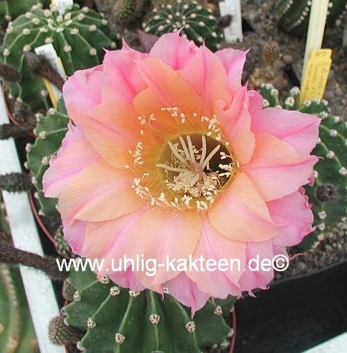 Echinopsis-Hybr. Gräser 17