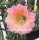 Echinopsis-Hybr. Gräser 17