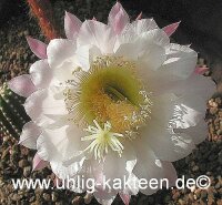 Echinopsis-Hybr. Gräser