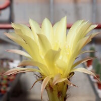 Echinopsis-Hybr. Greengold