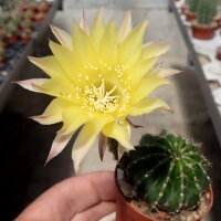 Echinopsis-Hybr. Greengold
