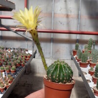 Echinopsis-Hybr. Greengold