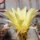 Echinopsis-Hybr. Greengold
