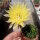 Echinopsis-Hybr. Greengold