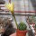 Echinopsis-Hybr. Greengold