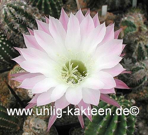 Echinopsis-Hybr. Großmutter Uebelm. 3200
