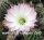 Echinopsis-Hybr. Großmutter Uebelm. 3200