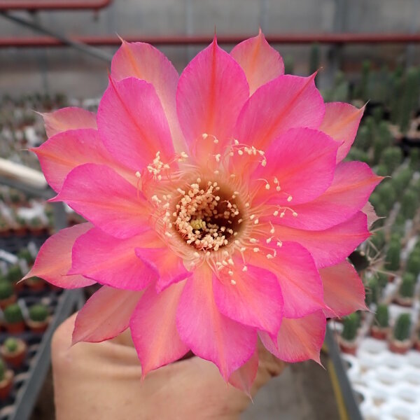 Echinopsis-Hybr. Hagen A