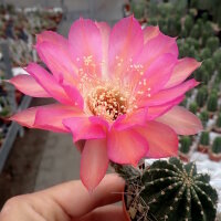 Echinopsis-Hybr. Hagen A